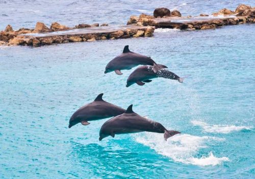Dolphin Cove 1