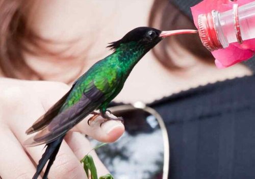 Hummingbird