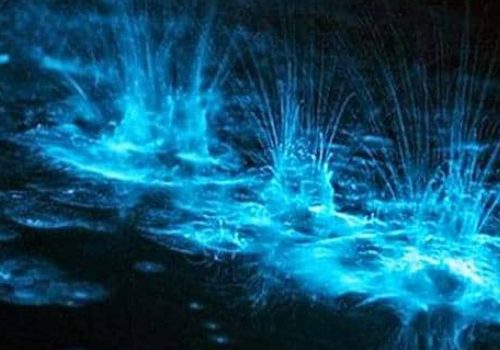 Luminous Lagoon